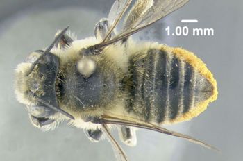 Media type: image;   Entomology 610877 Aspect: habitus dorsal view